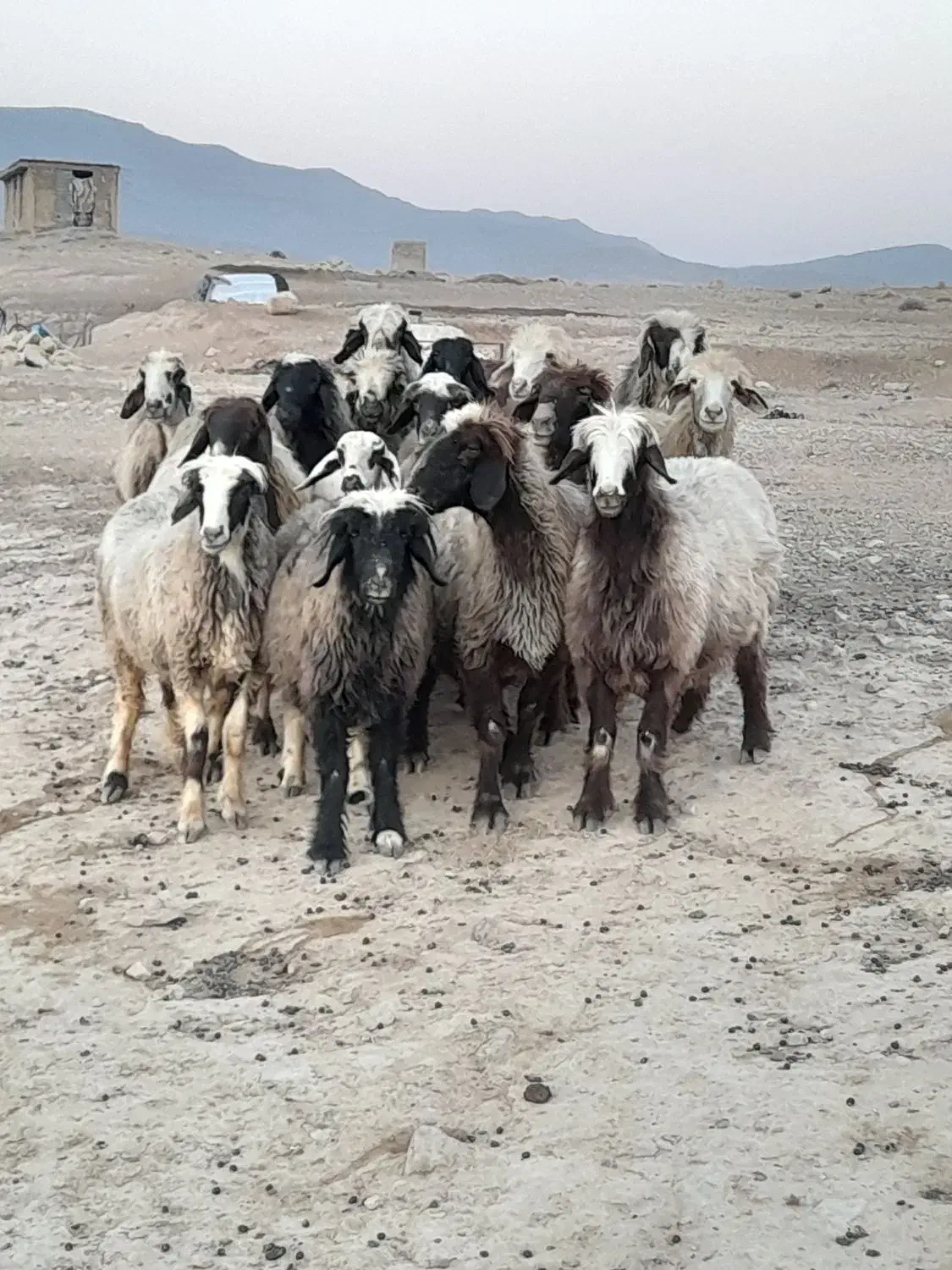 ۲۷راس شیشک میش ترکی داشتی صحرایی آبستن|حیوانات مزرعه|شیراز, تل حسین‌آباد|دیوار