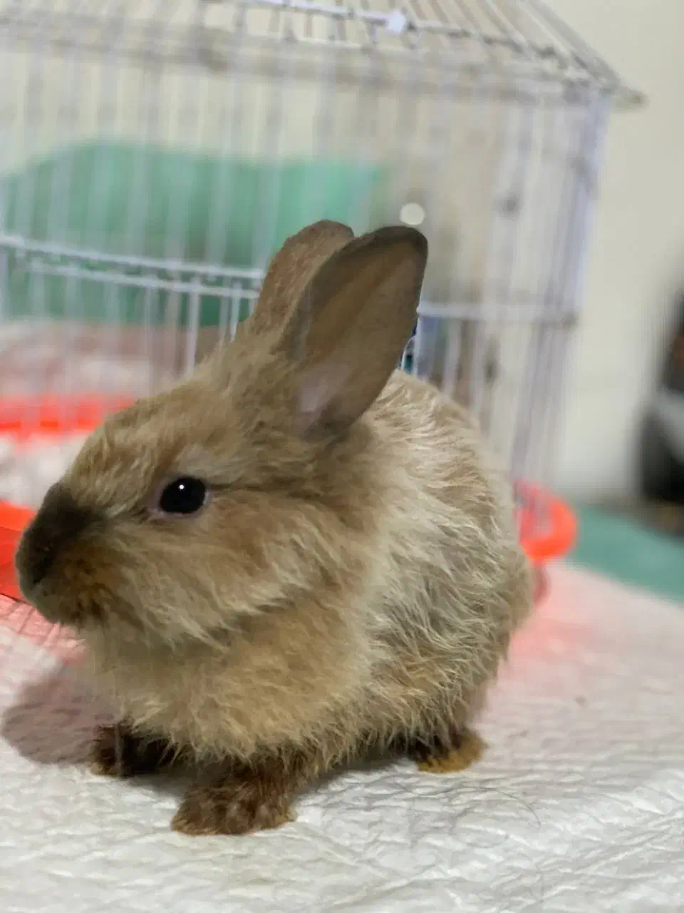 واگذاری خرگوش|موش و خرگوش|گرگان, |دیوار