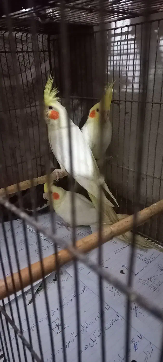 عروس هلندی سالم وزیبا|پرنده|آمل, |دیوار