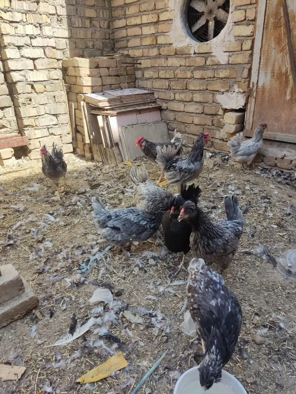 مرغو خروس گلین طوسی بی غلط|حیوانات مزرعه|قم, یزدان‌شهر|دیوار