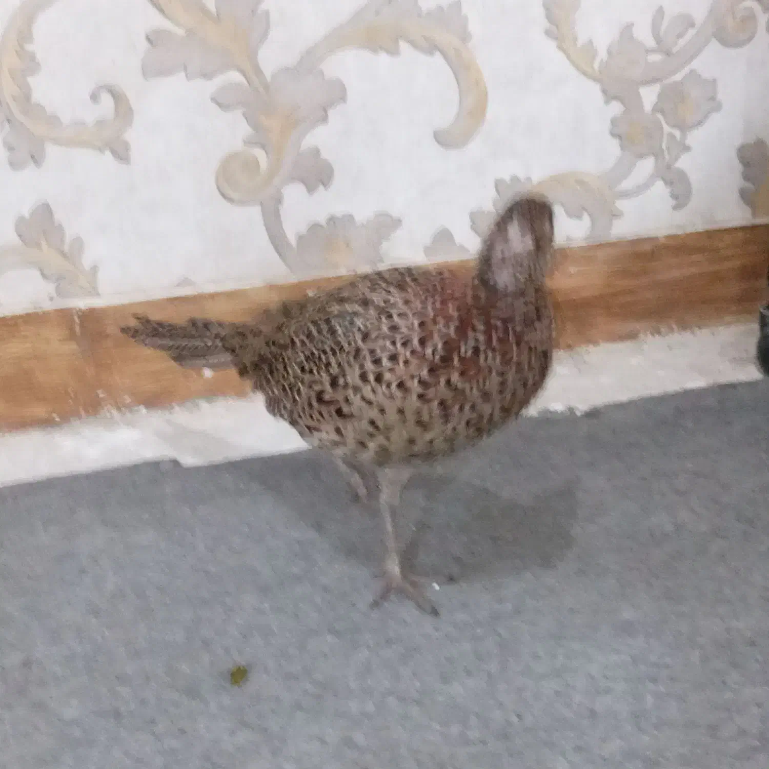 قرقابل|پرنده|مشهد, امیریه|دیوار