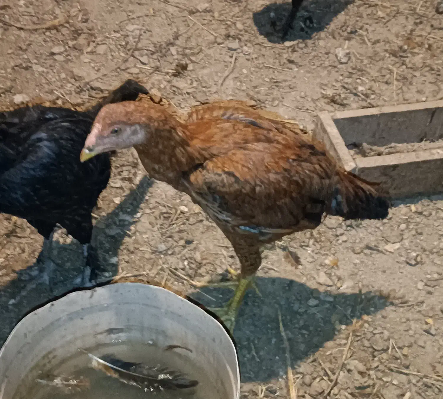 لاری  پنج ماهه دم تخم|حیوانات مزرعه|کشکسرای, |دیوار