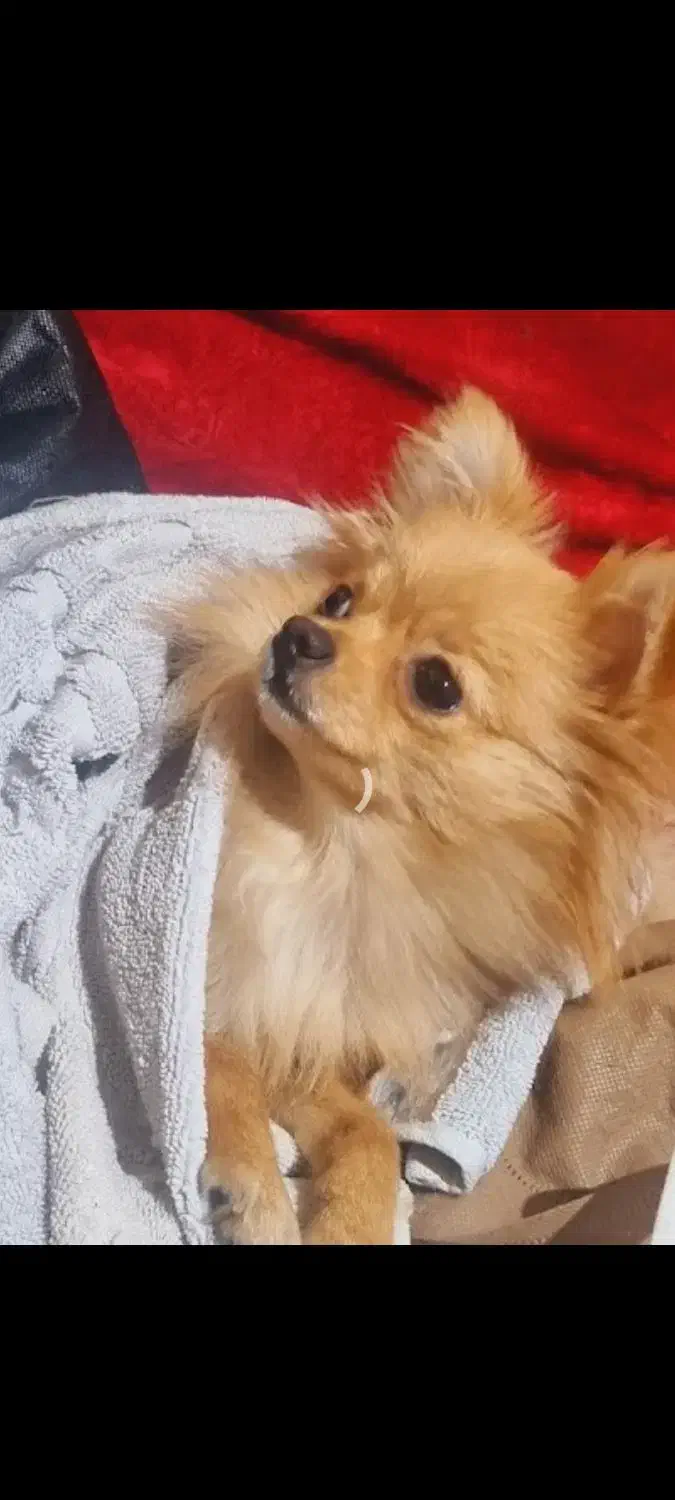 این سگ اسمش تی تی و سرقت شده|حیوانات|تهران, مظاهری|دیوار