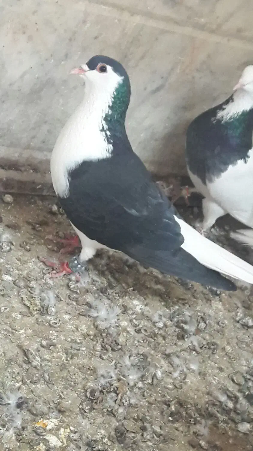 جفت ساده سیاه رنگ واکسی بدون غلط دروشت کشیده|پرنده|شهرآباد, |دیوار