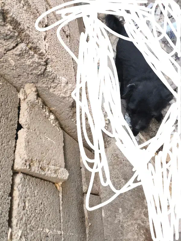 فروشی|سگ|کرمان, |دیوار