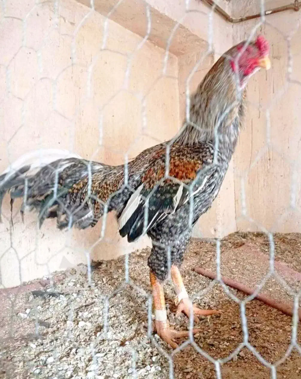 خروس لاری کوکو اوشامو|حیوانات مزرعه|تهران, امام زاده عبدالله|دیوار