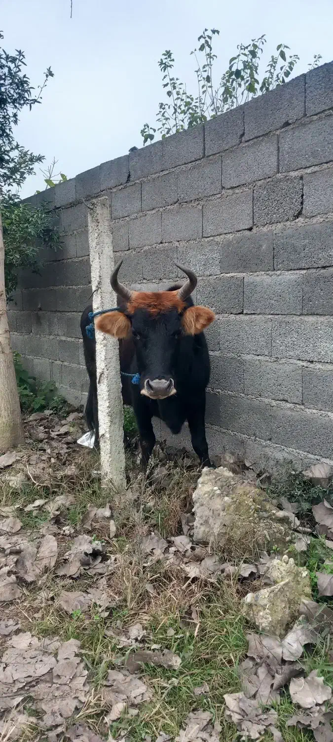 کاو چالوسی ۸ ماه شکم با برگه معاینه فروشی|حیوانات مزرعه|سنگر, |دیوار