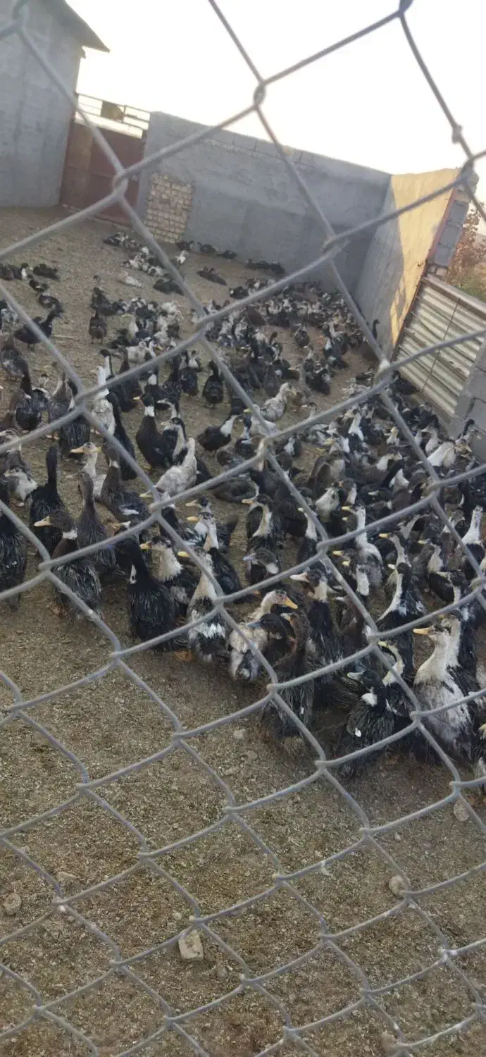 اردک چاق|حیوانات مزرعه|رشت, منظریه|دیوار