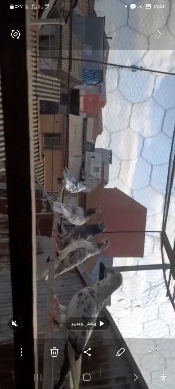 کبوتر پرشی|پرنده|رشت, باهنر|دیوار