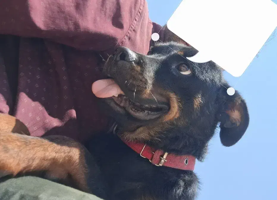 سگ روتوایلر نر|سگ|شاهینشهر, مخابرات (شهید بهشتی)|دیوار