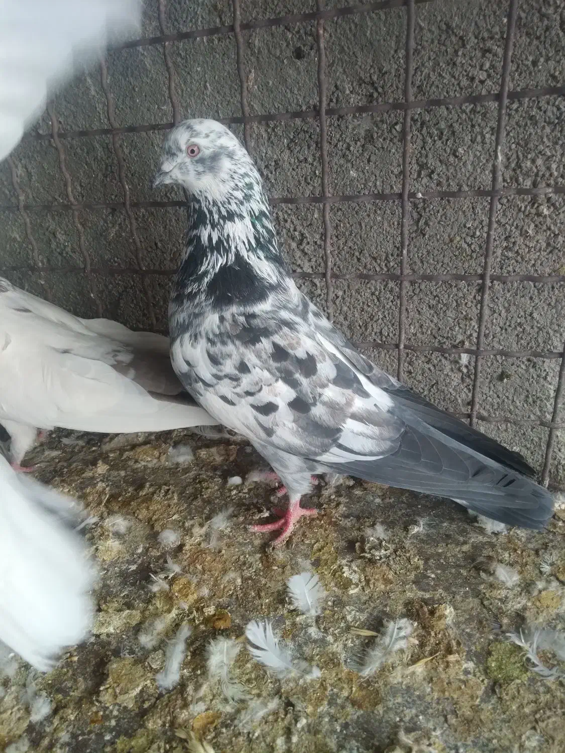 فروش کبوتر|پرنده|گرمسار, |دیوار