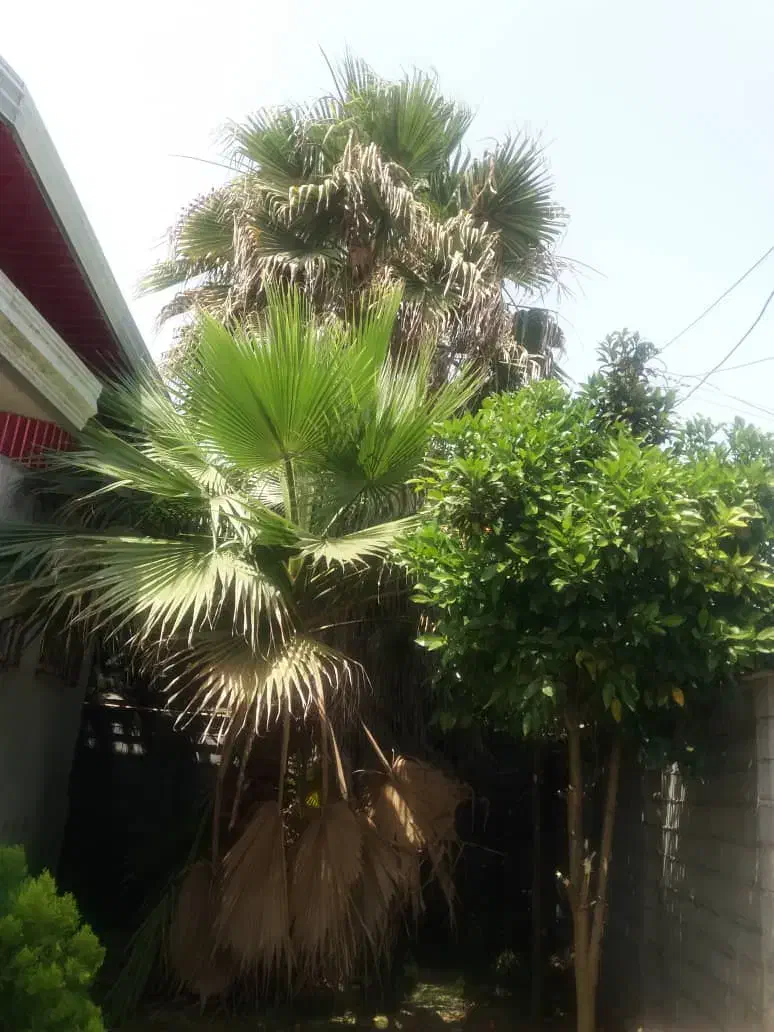 پیمان کاری فضای سبز|خدمات باغبانی و درختکاری|محمودآباد, |دیوار