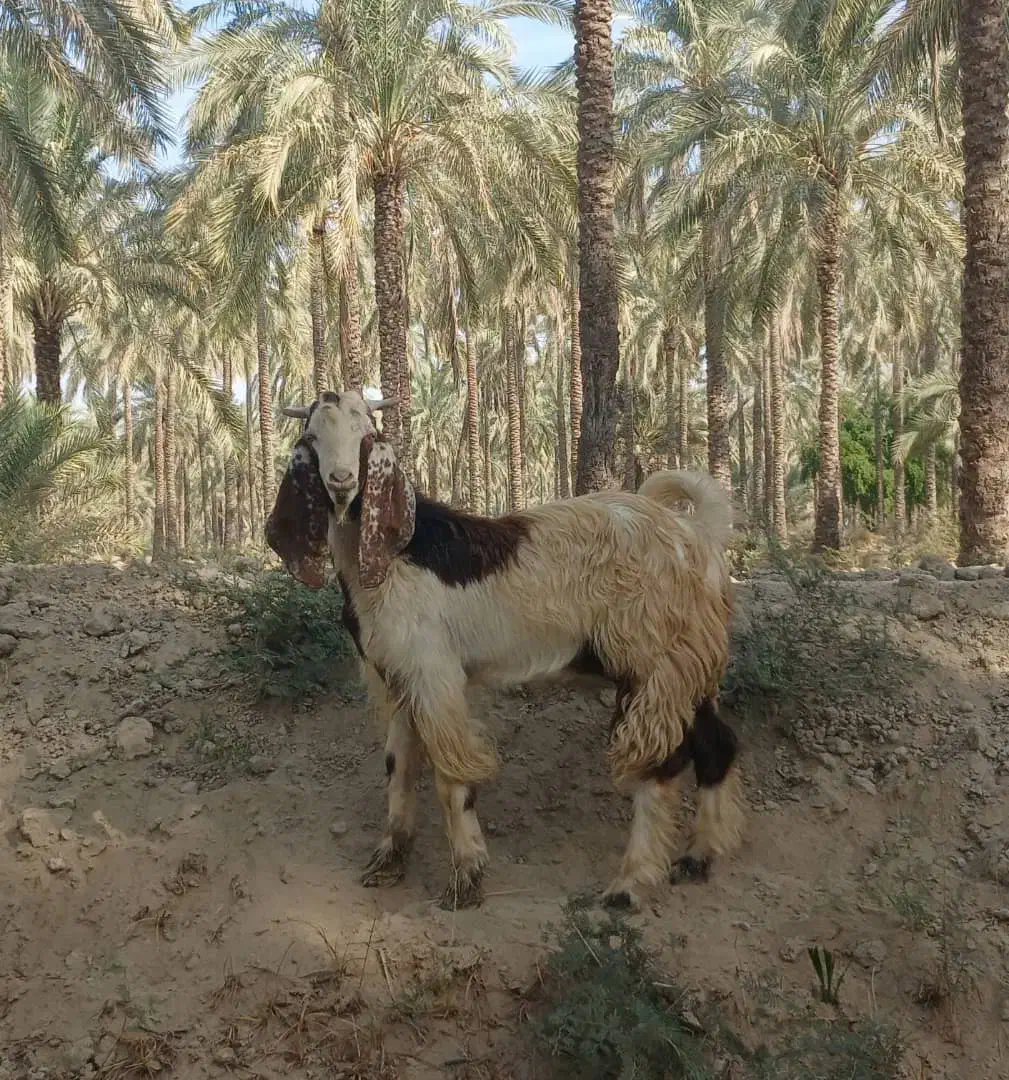 کهره نر|حیوانات مزرعه|آبپخش, |دیوار