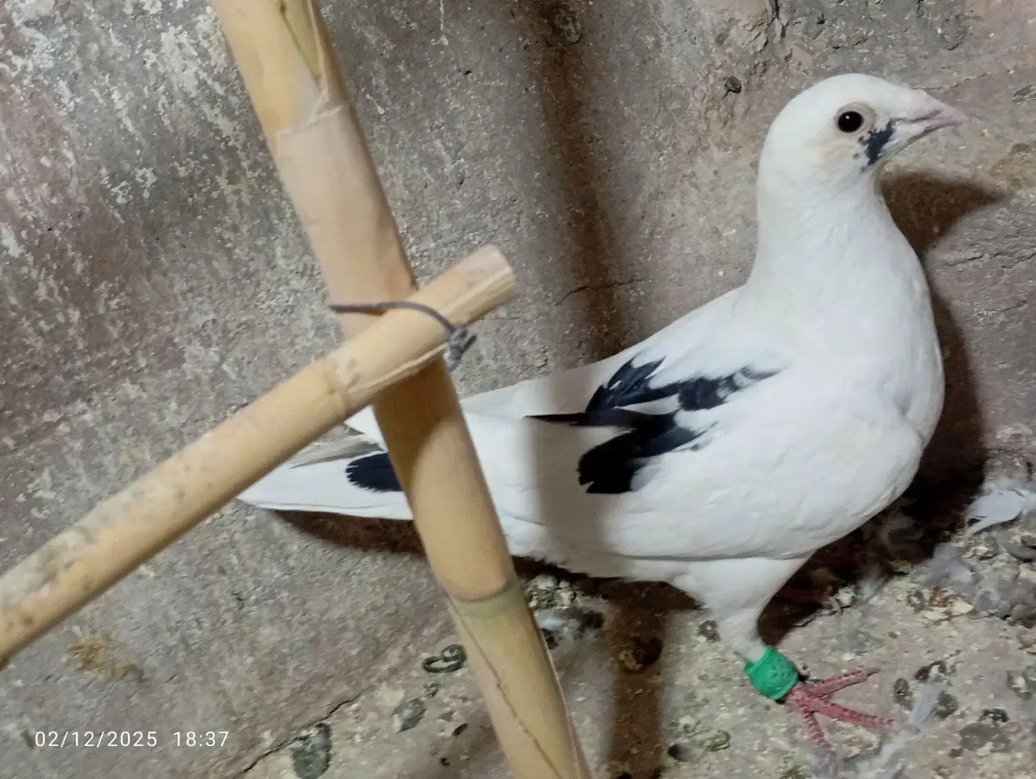 جوانه نر|پرنده|تربت‌حیدریه, پائین ولایت|دیوار