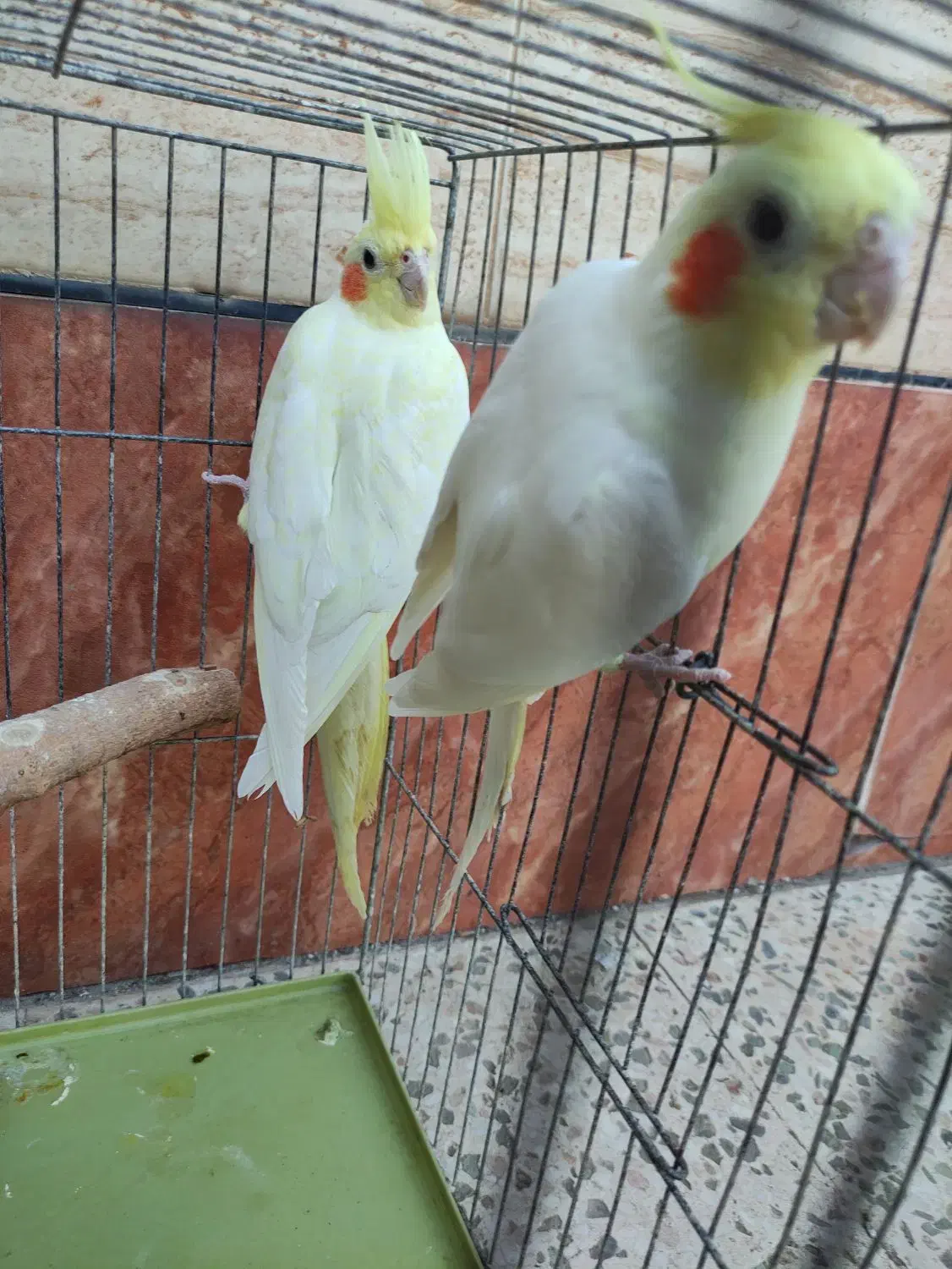 سه جفت عروس هلندی زعفرانی مولد|پرنده|اهواز, کیانشهر|دیوار