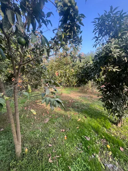 زمین باغی مسکونی|فروش زمین و ملک کلنگی|رشت, بازار|دیوار