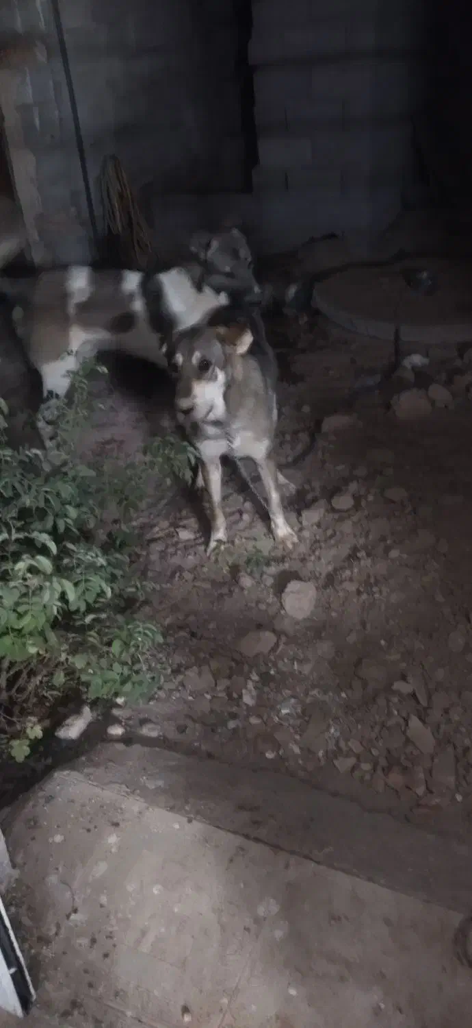 واگذاری|سگ|نمین, |دیوار