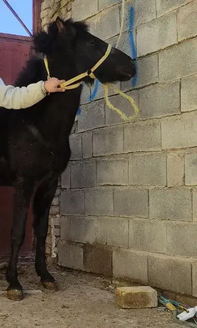 فروش اسب|اسب و تجهیزات اسب‌سواری|سنقر, |دیوار