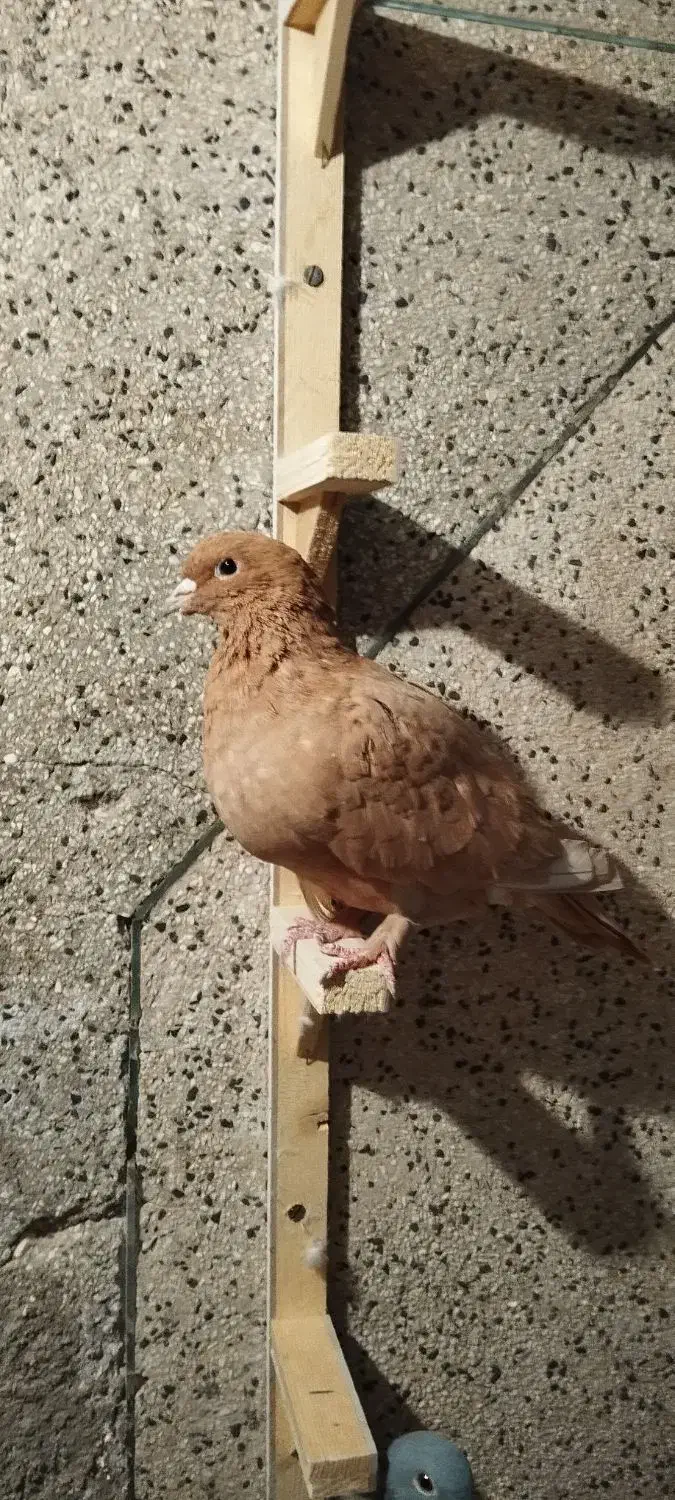 ماده زرد|پرنده|زاهدان, |دیوار