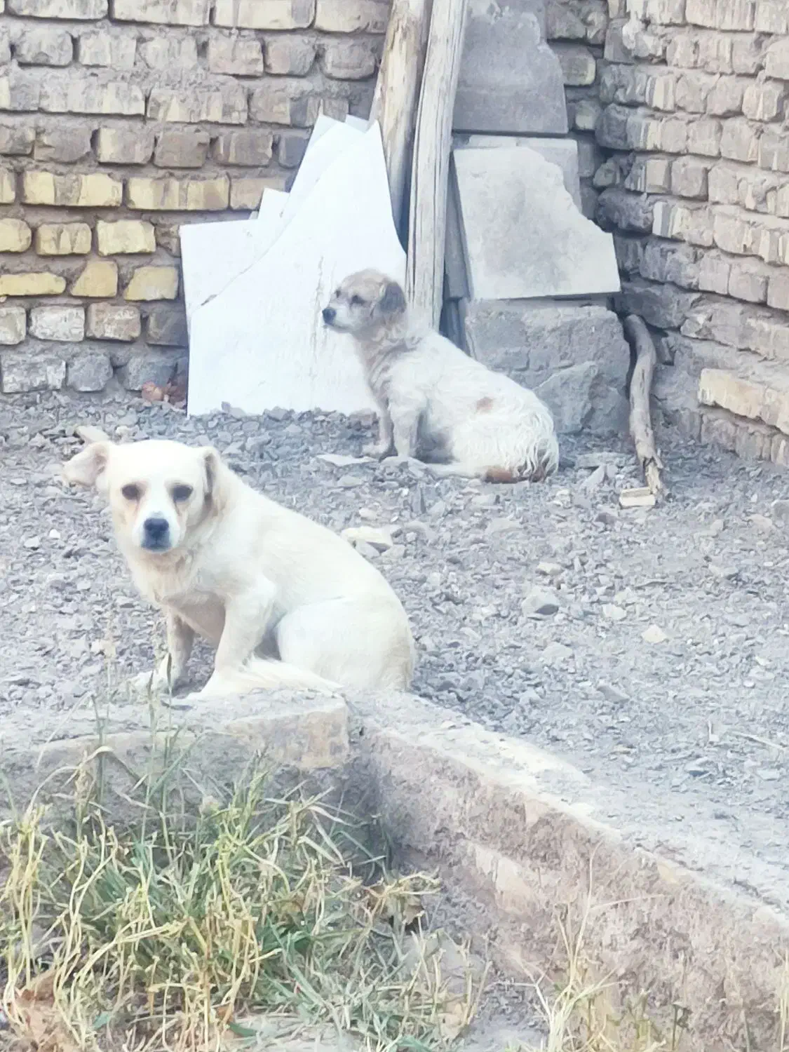 سگ پاکوتاه|سگ|رفسنجان, |دیوار