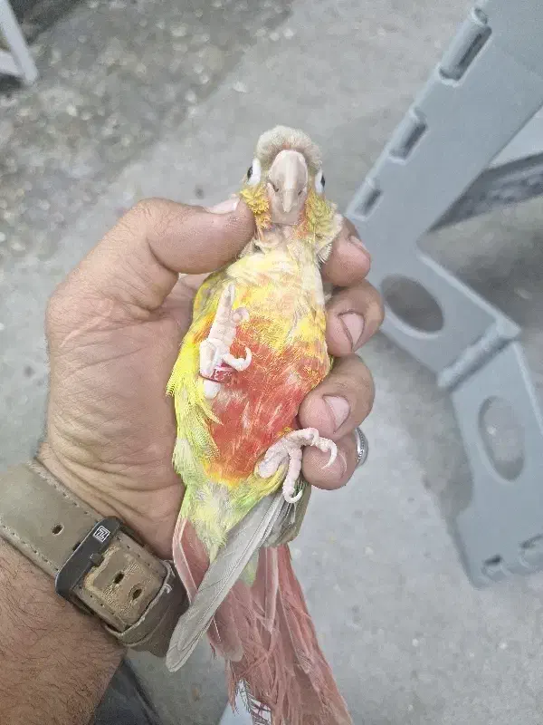 گرینچیک نر اناناسی|پرنده|کارون, |دیوار