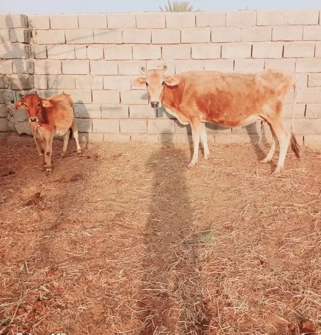 گاو با گوساله|حیوانات مزرعه|کرمان, |دیوار