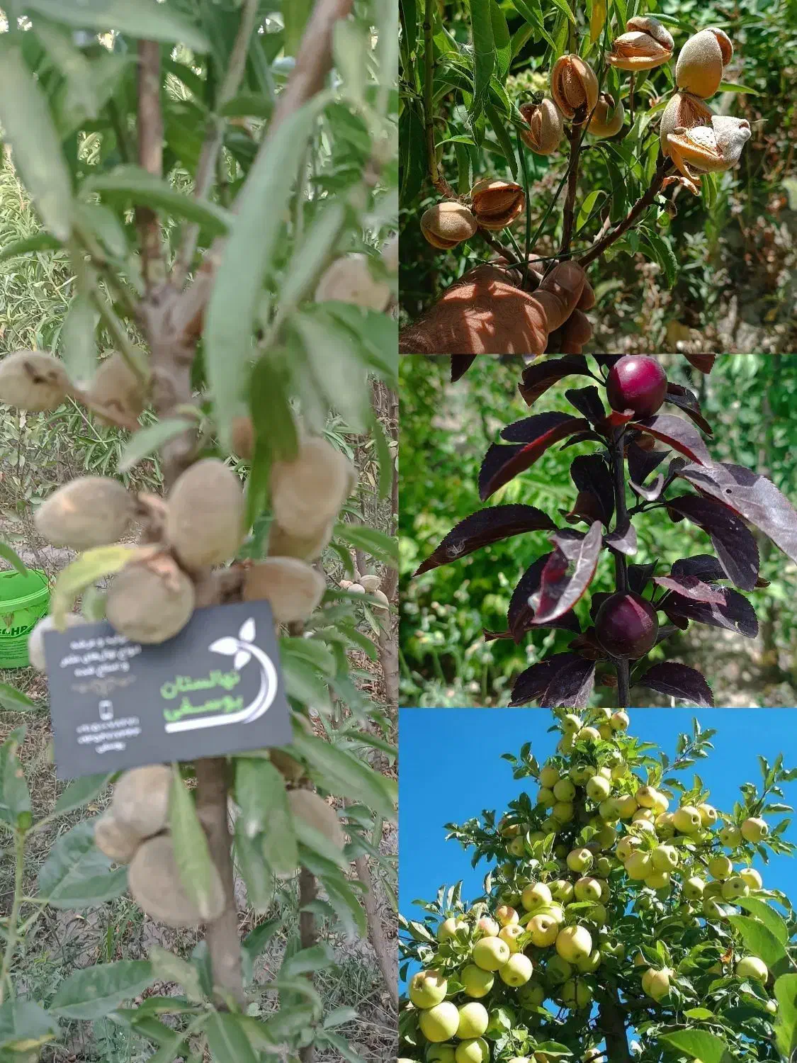 مجموعه نهالستان خرم نهال|خدمات باغبانی و درختکاری|مشهد, سیسآباد|دیوار