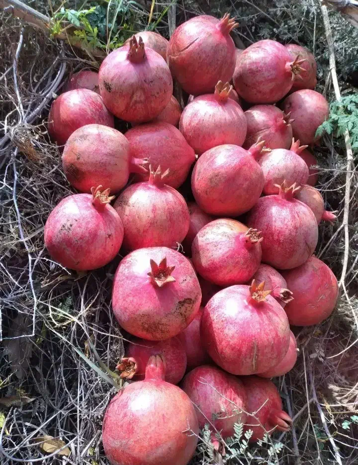 انار|عمده‌فروشی|کوهنانی, |دیوار