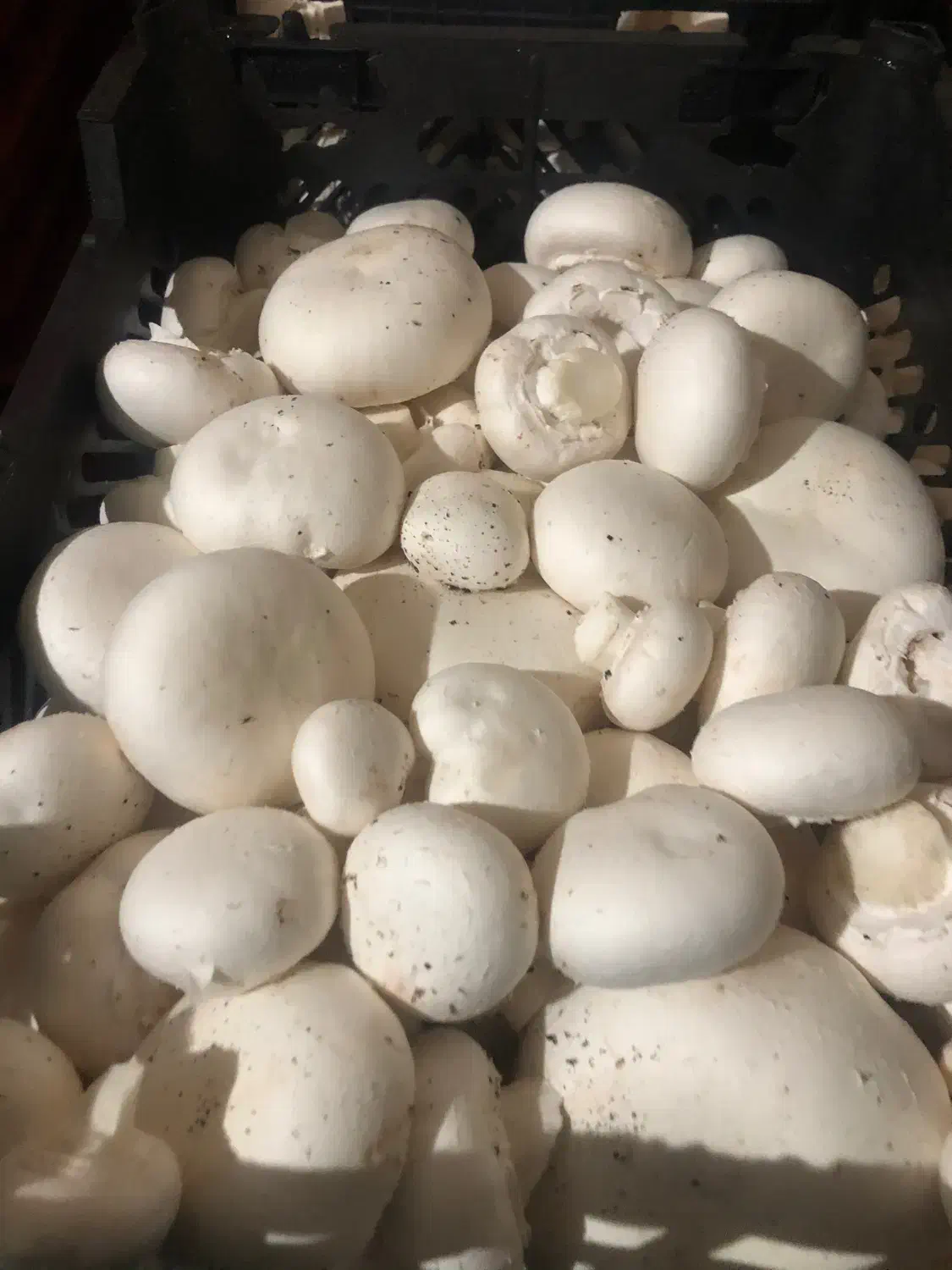 کارگر کارخانه قارچ|استخدام صنعتی، فنی، مهندسی|رینه, |دیوار