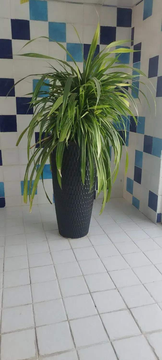 گل و گلدان|گل و گیاه طبیعی|رامجین, |دیوار