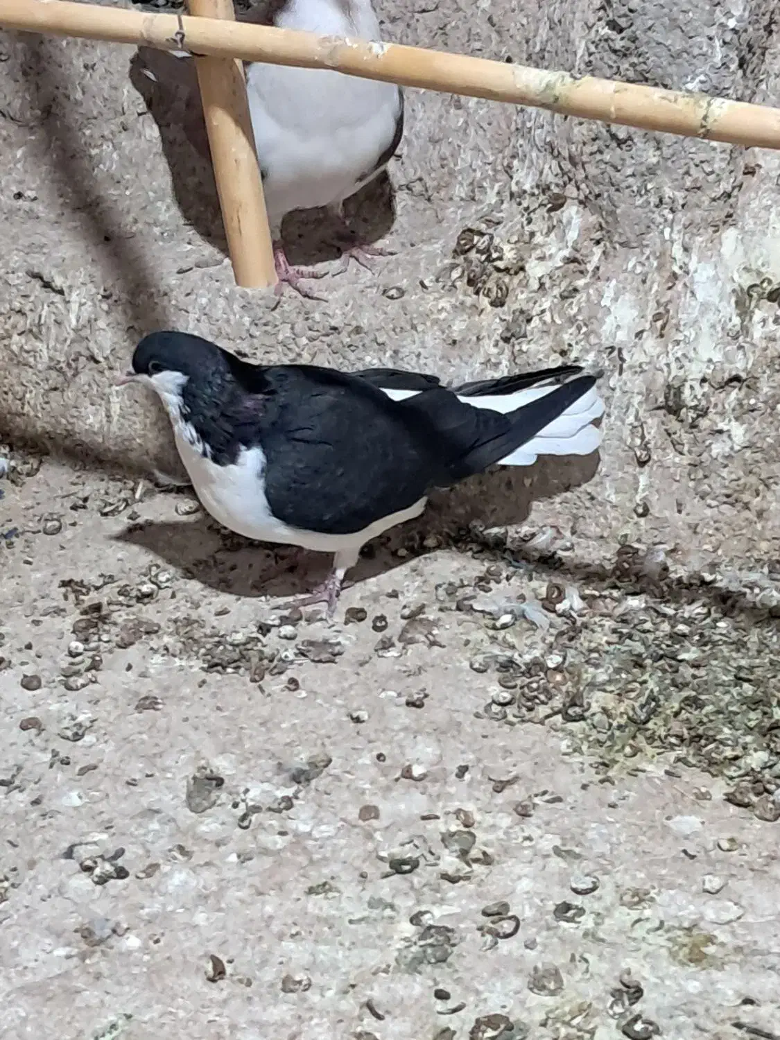 خوش رنگ سیاه نر|پرنده|قزوین, |دیوار