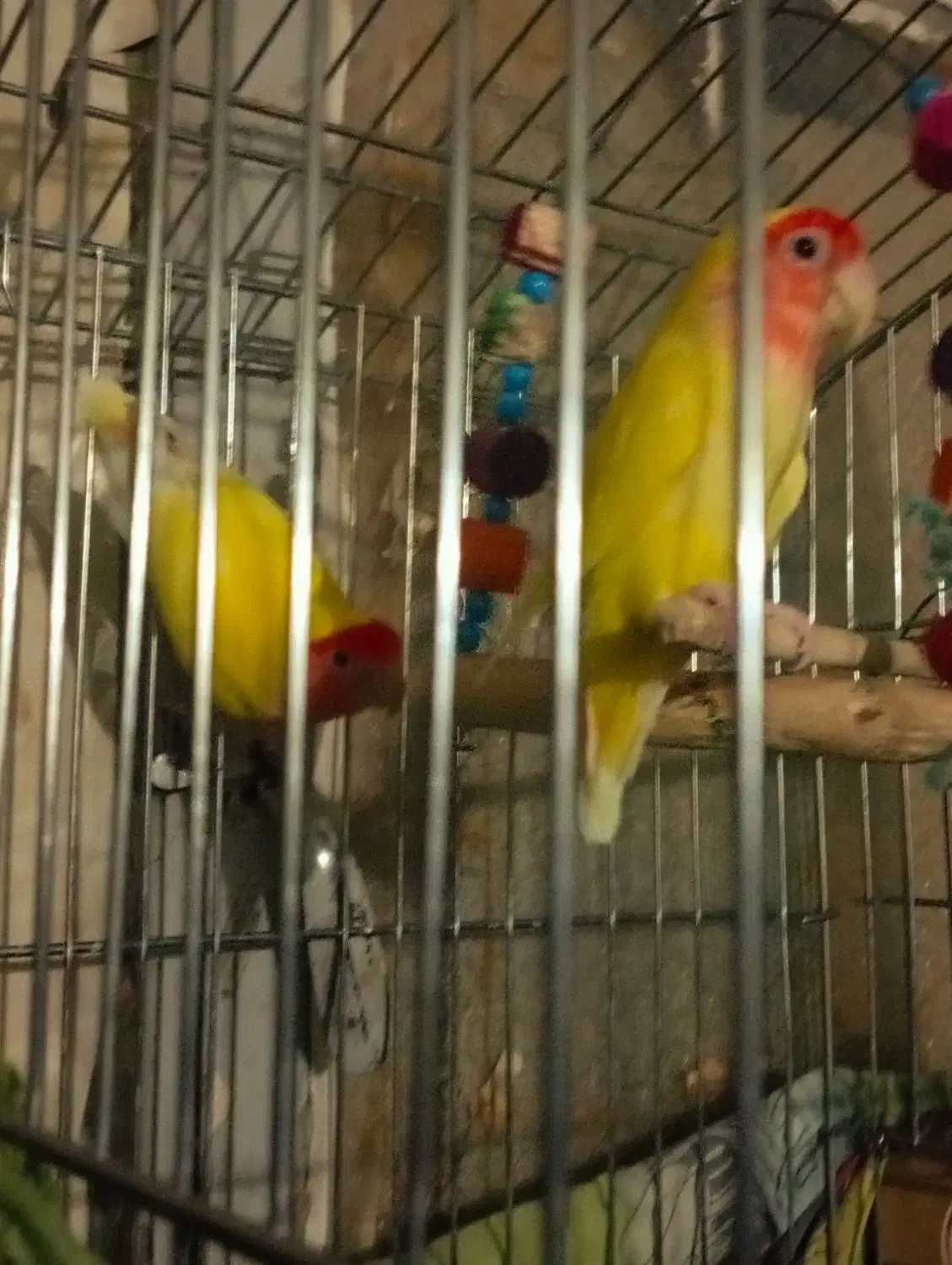 طوطی برزیلی|پرنده|شیراز, حومه شیراز|دیوار