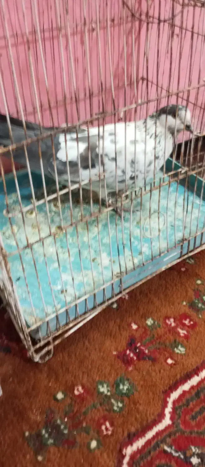 کفتر سینه سفید|پرنده|تیمور آباد, |دیوار