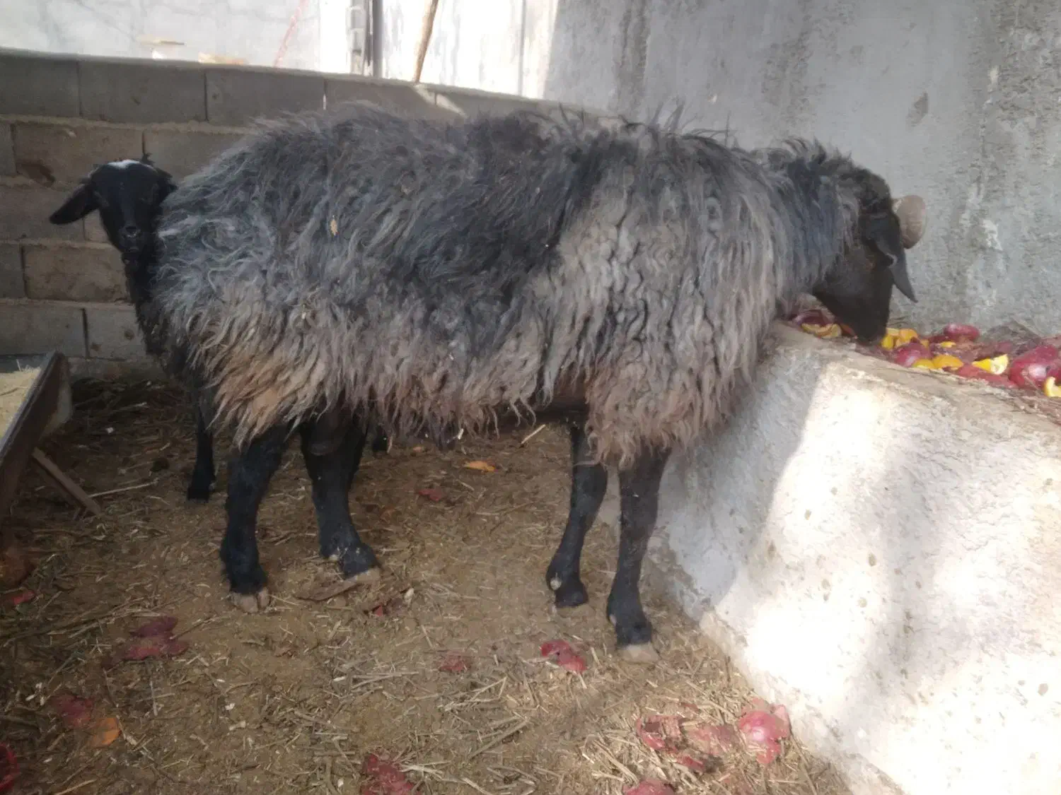 قوچ|حیوانات مزرعه|پاکدشت, پاکدشت (مامازند)|دیوار