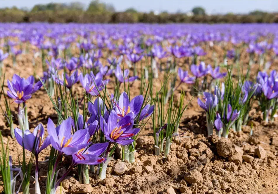 24هکتار زمین مزروعی پیچ ساغروان|اجارهٔ دفتر صنعتی، کشاورزی، تجاری|مشهد, میان ولایت|دیوار