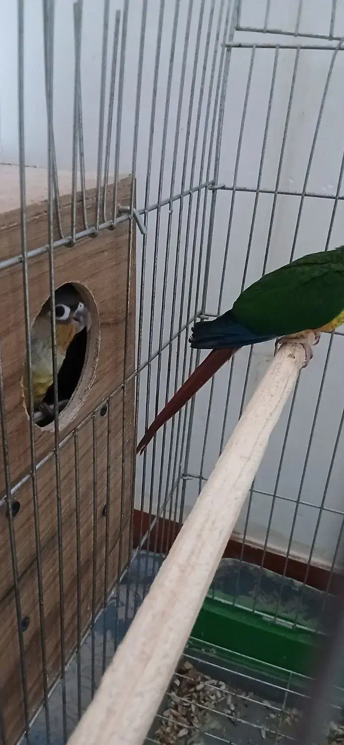 گرینچیک جوجه نرم خور|پرنده|رباطکریم, رباطکریم|دیوار