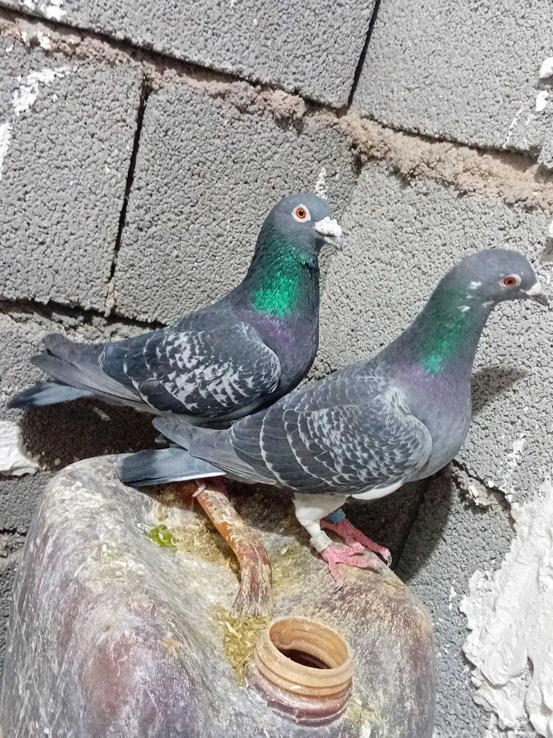 کفتر|پرنده|ماهیدشت, |دیوار