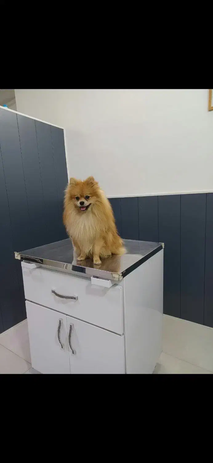 سگ توله پامر شیترو خوشگل تراکم پشم بالا|سگ|گنبد کاووس, |دیوار