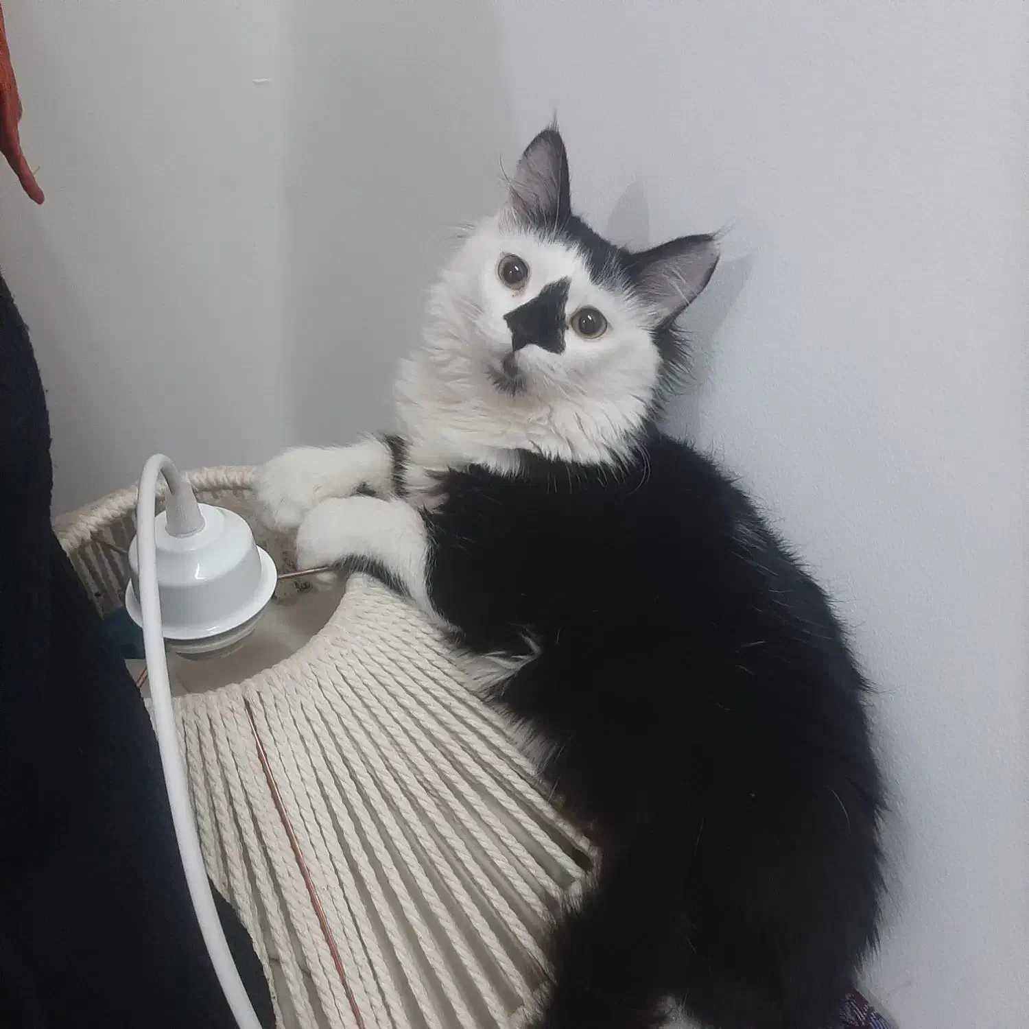 گربه فروشی|گربه|دزفول, |دیوار