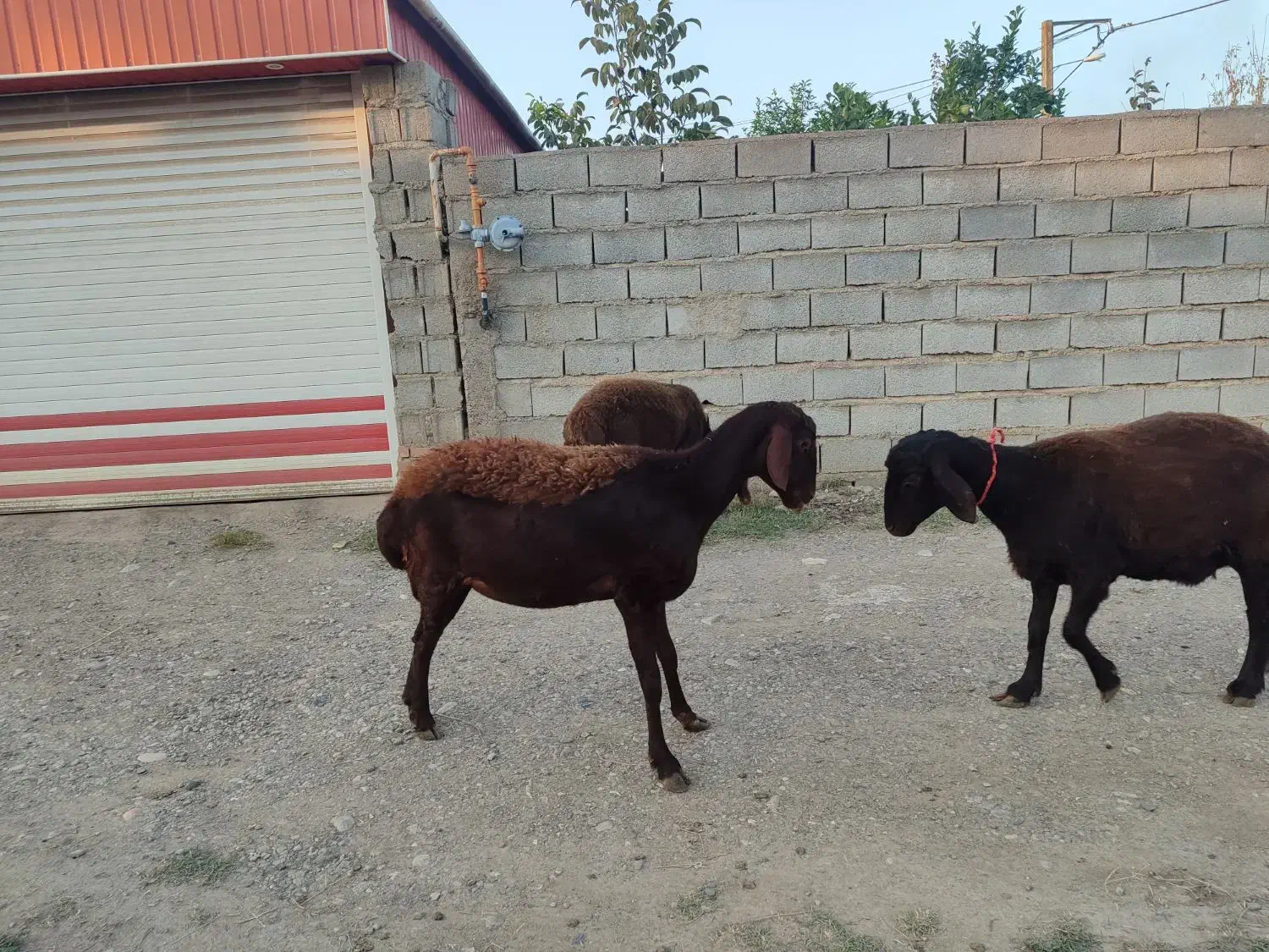 سه راس دوتا ماده یکی نر|حیوانات مزرعه|رامیان, |دیوار