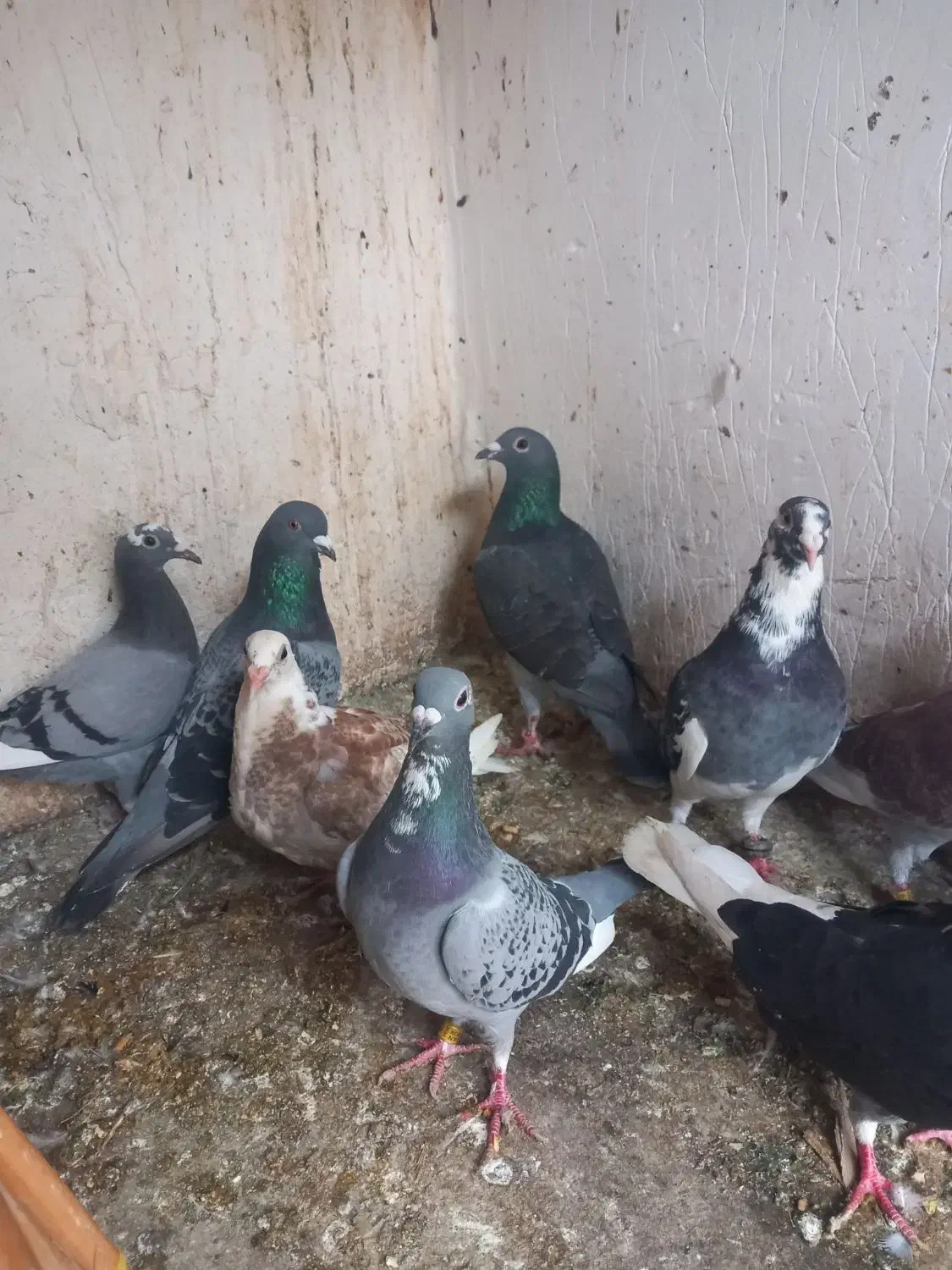 کبوتر دورگ|پرنده|سرخنکلاته, |دیوار