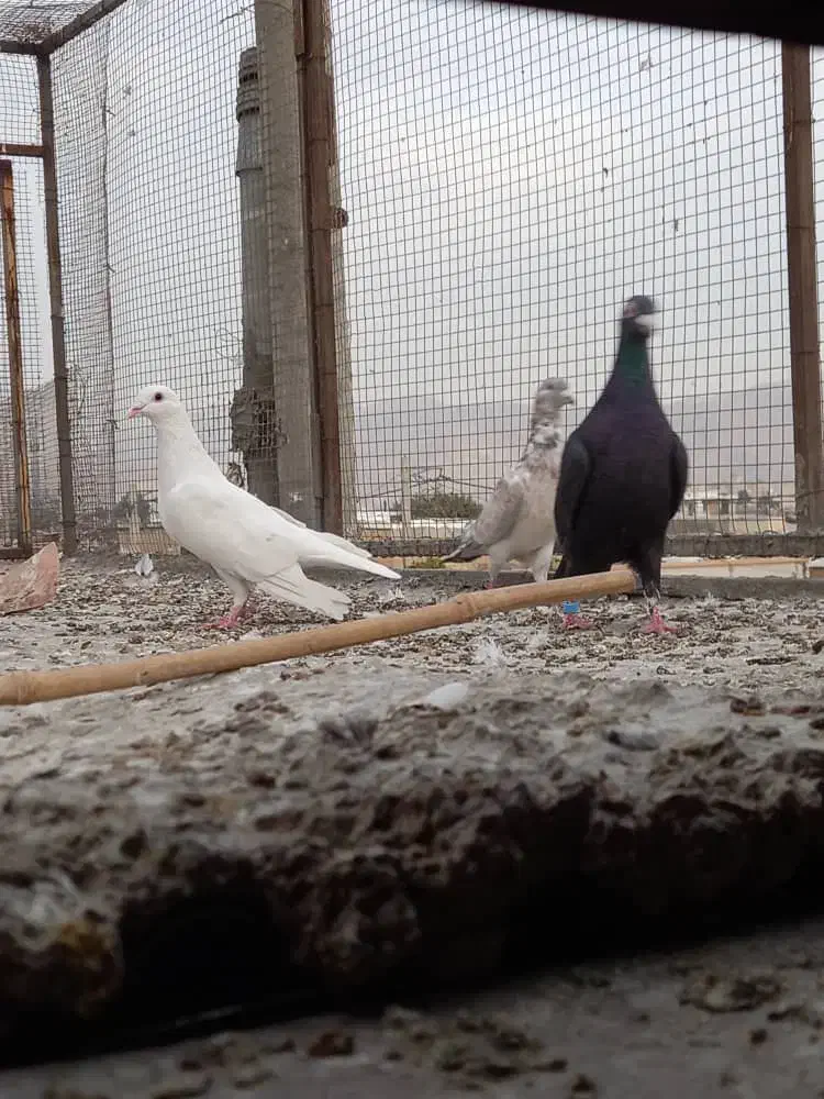 ۳کفتر بیرون شهری|پرنده|شیراز, کوی زهرا|دیوار