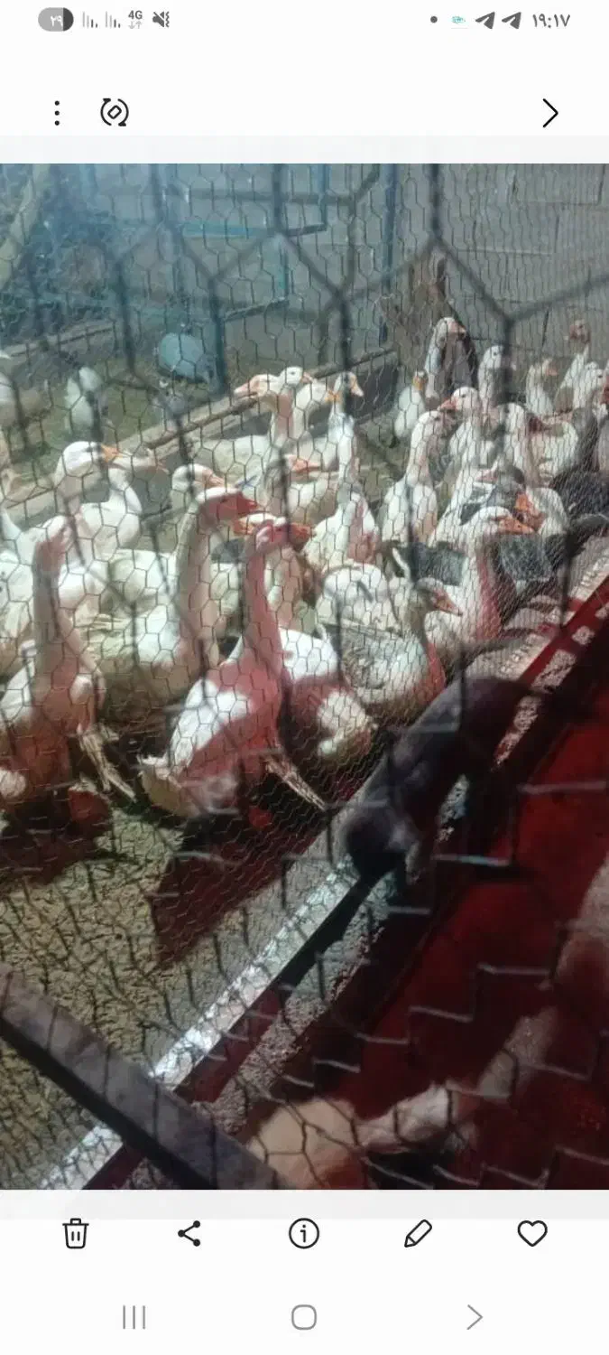 فروش|حیوانات مزرعه|بابکان, |دیوار