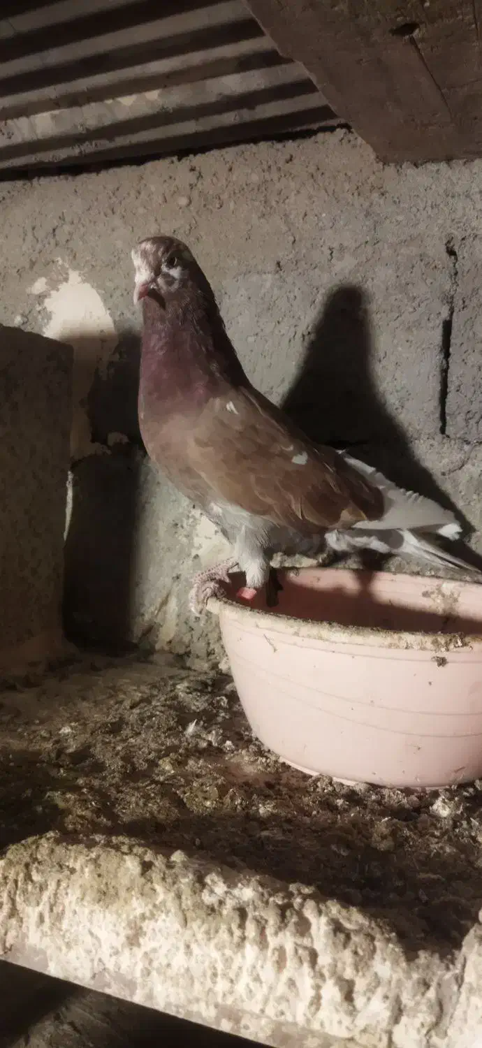 کبوتر غریبه|پرنده|نقده, |دیوار