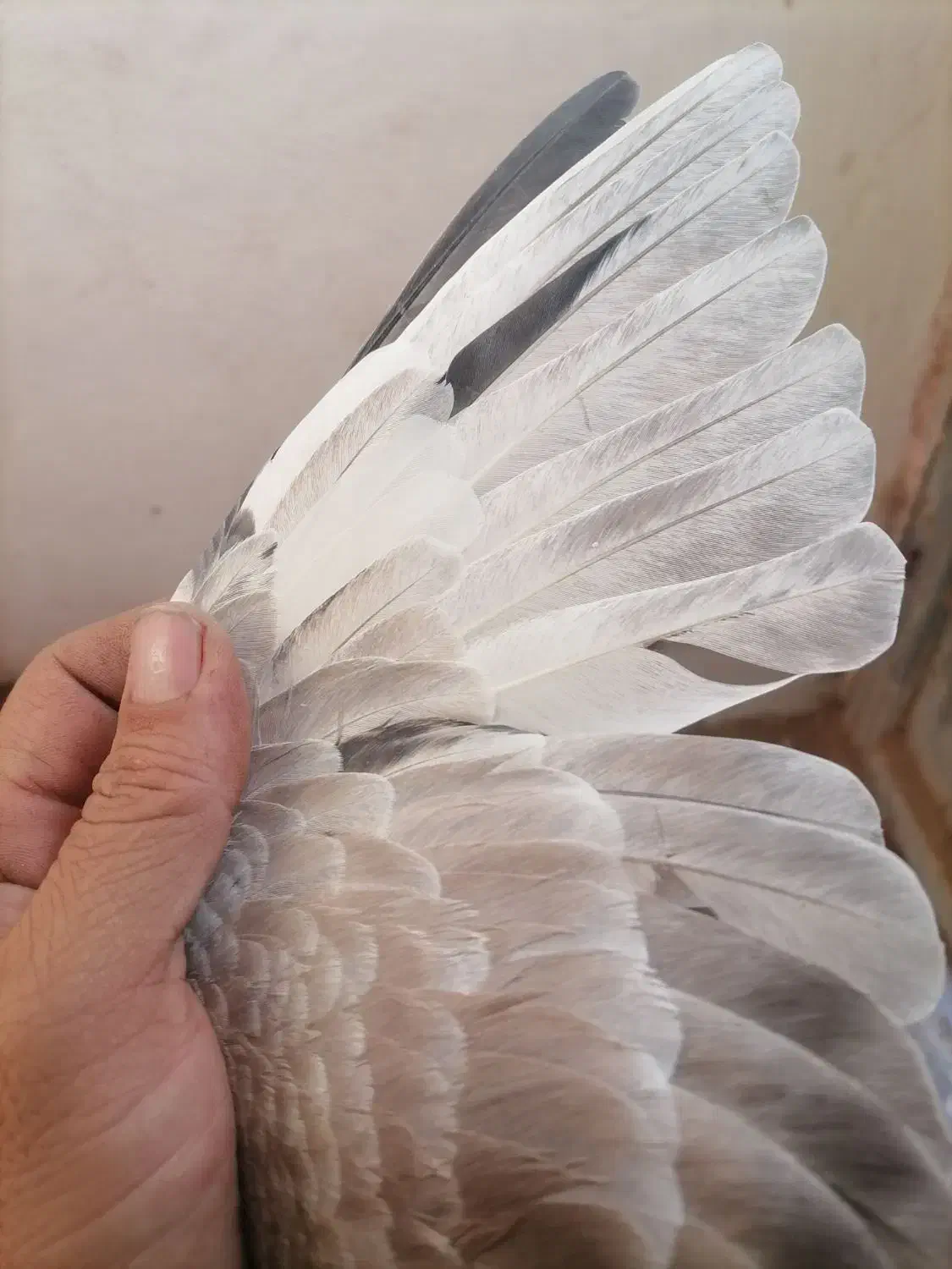 پیدا شده است|حیوانات|سبزوار, قصبه غربی|دیوار