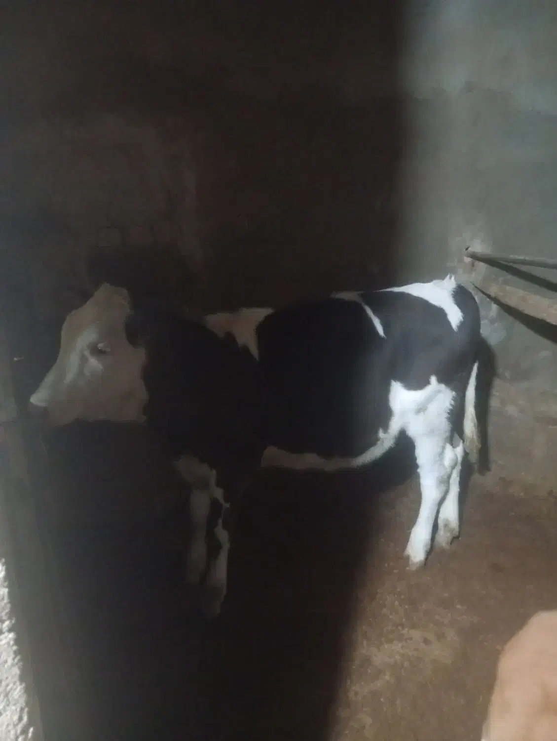 گوساله ماده سیمینتال|حیوانات مزرعه|کمیجان, |دیوار