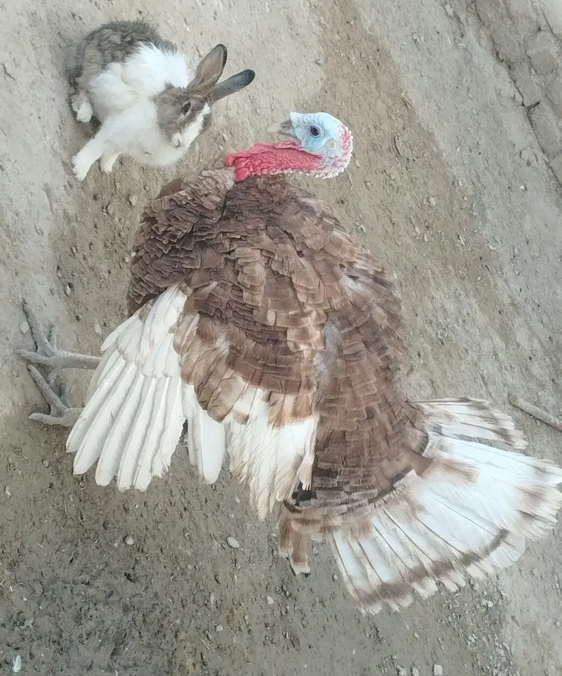 خروس|حیوانات مزرعه|هیرمند, |دیوار