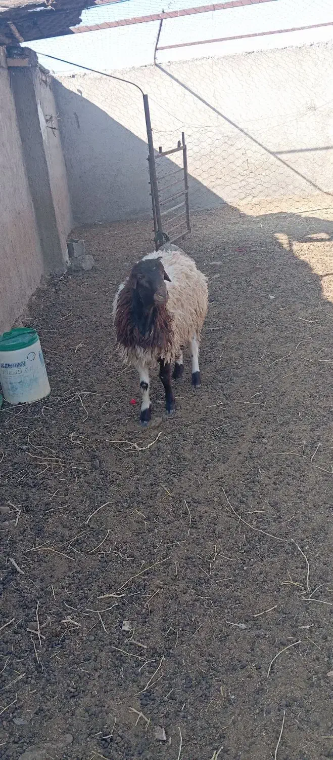 بره نروقوچ‌وبزغاله‌|حیوانات مزرعه|قائن, |دیوار