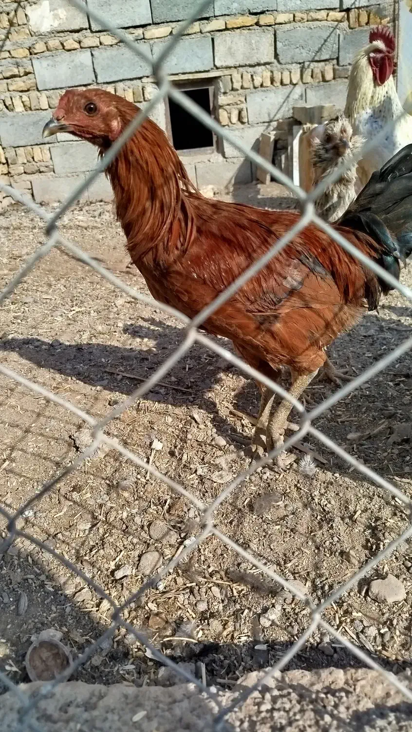 123|حیوانات مزرعه|هریس, |دیوار