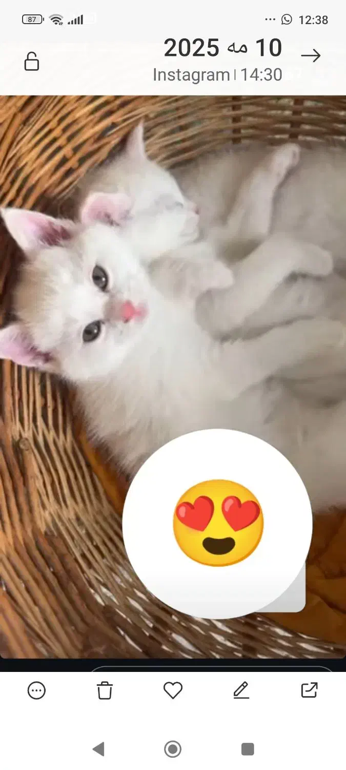 گربه ماده 7ماهه نژاد بریتیش|گربه|دماوند, دماوند|دیوار